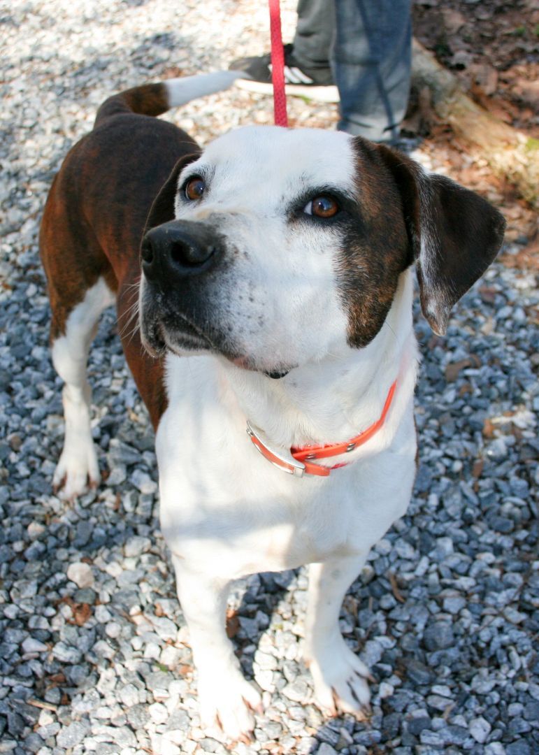 Bowser, a Adoptable American Staffordshire Terrier in Dawsonville, GA image 4/6