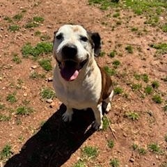 Bowser, a Adoptable American Staffordshire Terrier in Dawsonville, GA image 6/6
