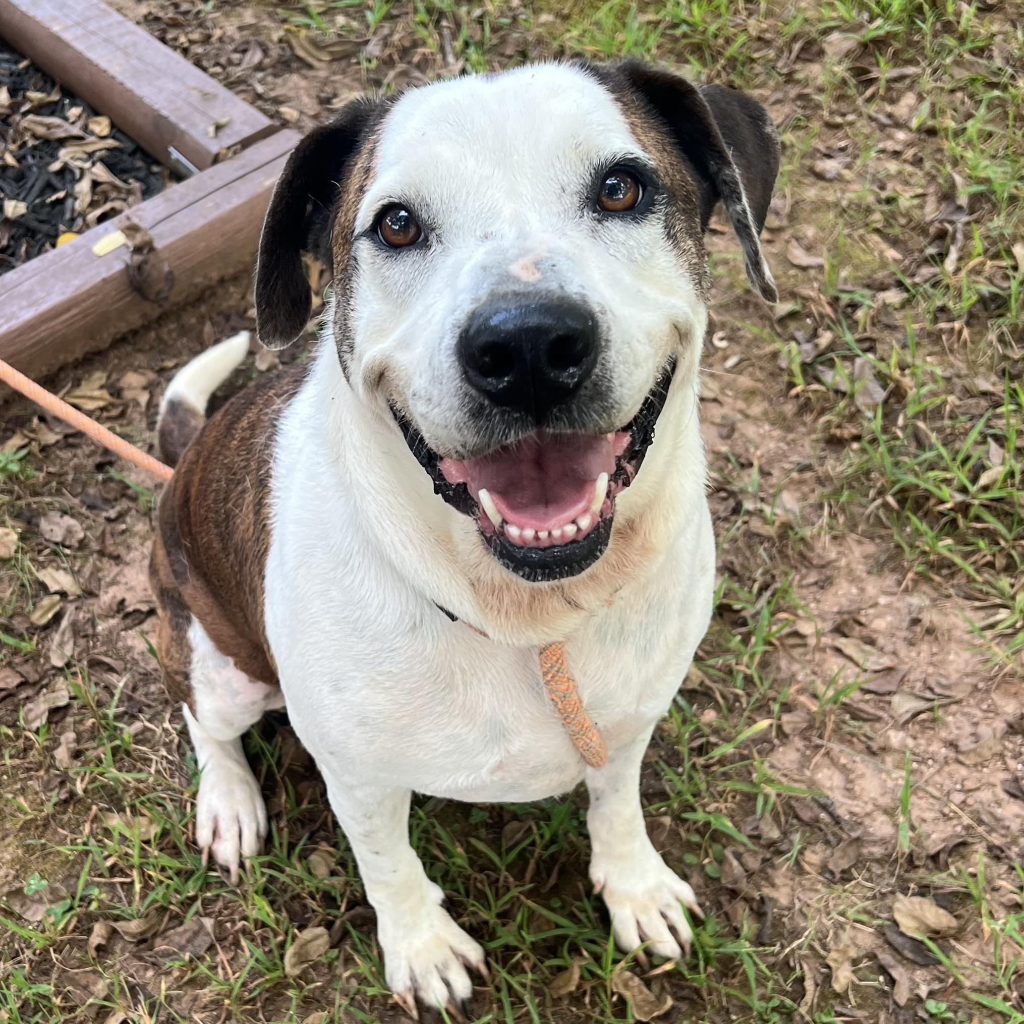 Bowser, Adoptable, Adult Male American Staffordshire Terrier.