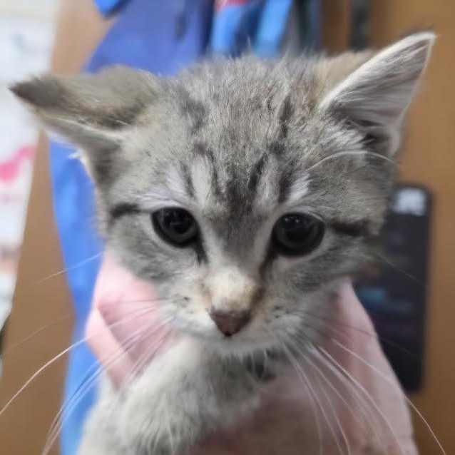 Glenda, a Adoptable American Shorthair in Blue Earth, MN image 1/2