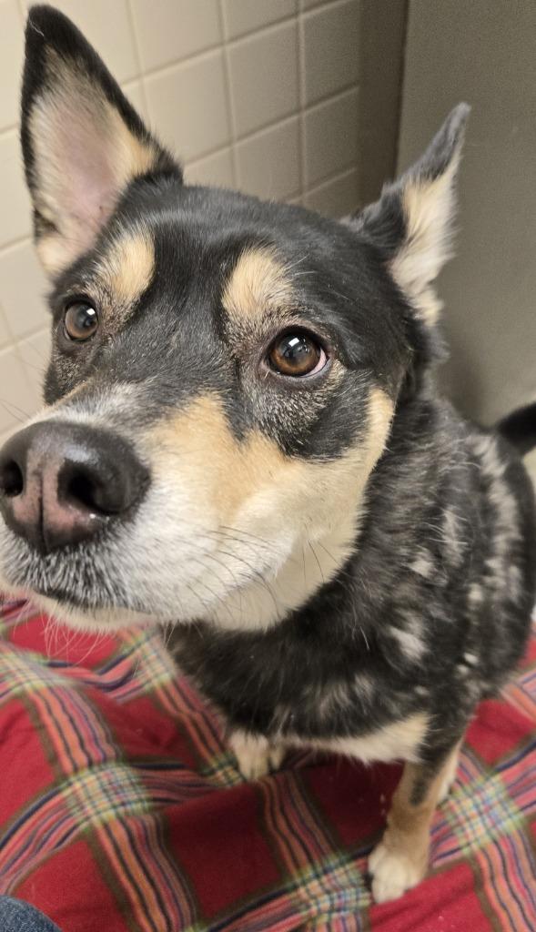 Sid, Adoptable, Adult Male German Shepherd Dog & Mixed Breed.