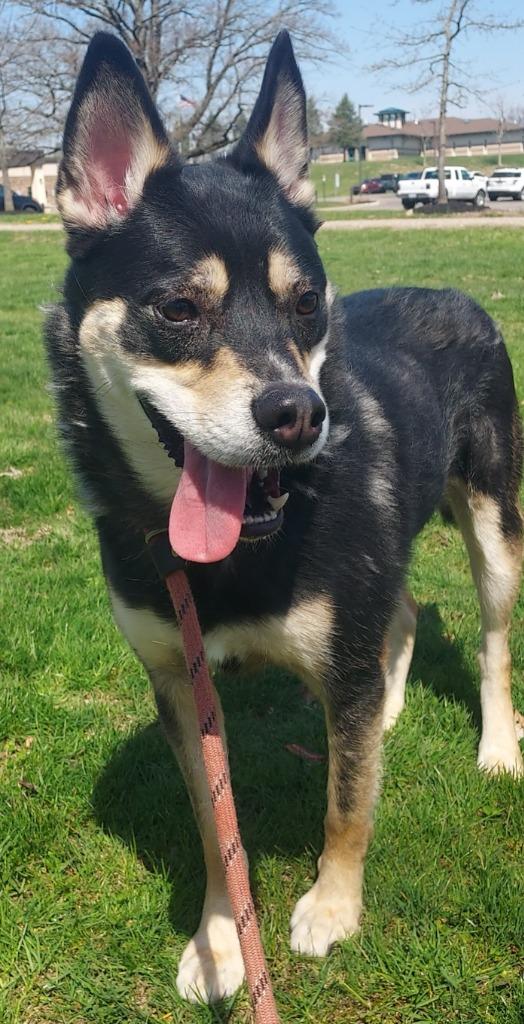 Enlarge Sid, a Adoptable mixed breed image 2/4