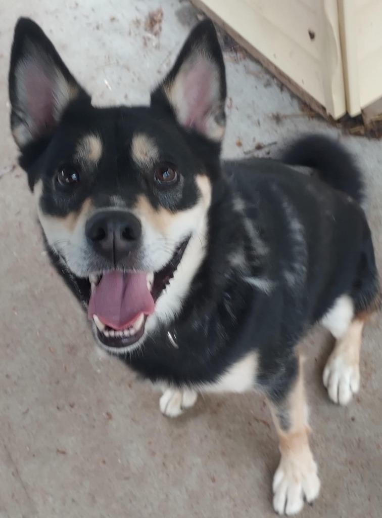 Enlarge Sid, a Adoptable mixed breed image 3/4