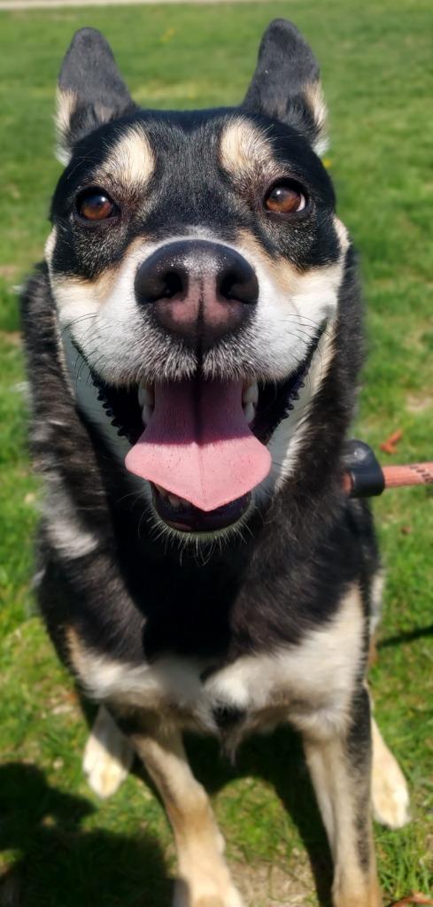 Enlarge Sid, a Adoptable mixed breed image 4/4