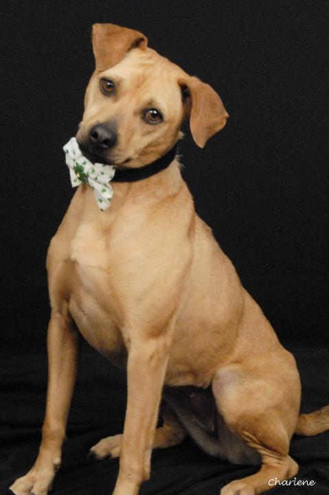 Butterfly, adopted, Adult Female Feist.