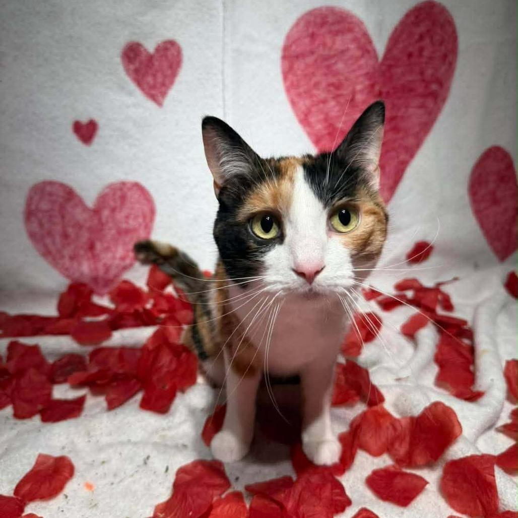 Pinto Bean, ADOPTABLE, Adult Female Domestic Short Hair.