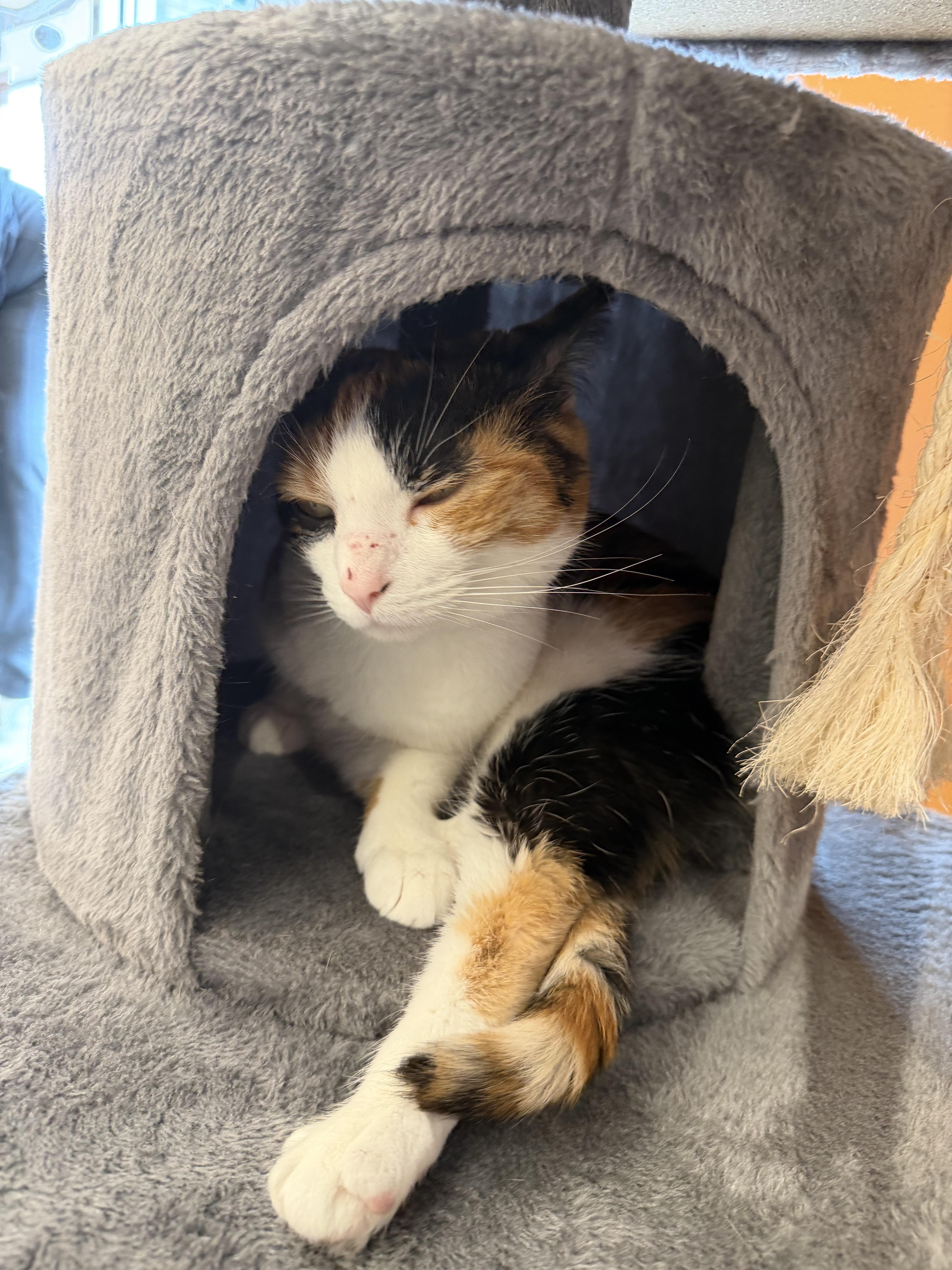 Enlarge Pinto Bean, a ADOPTABLE Domestic Short Hair in Muncie, IN image 2/4