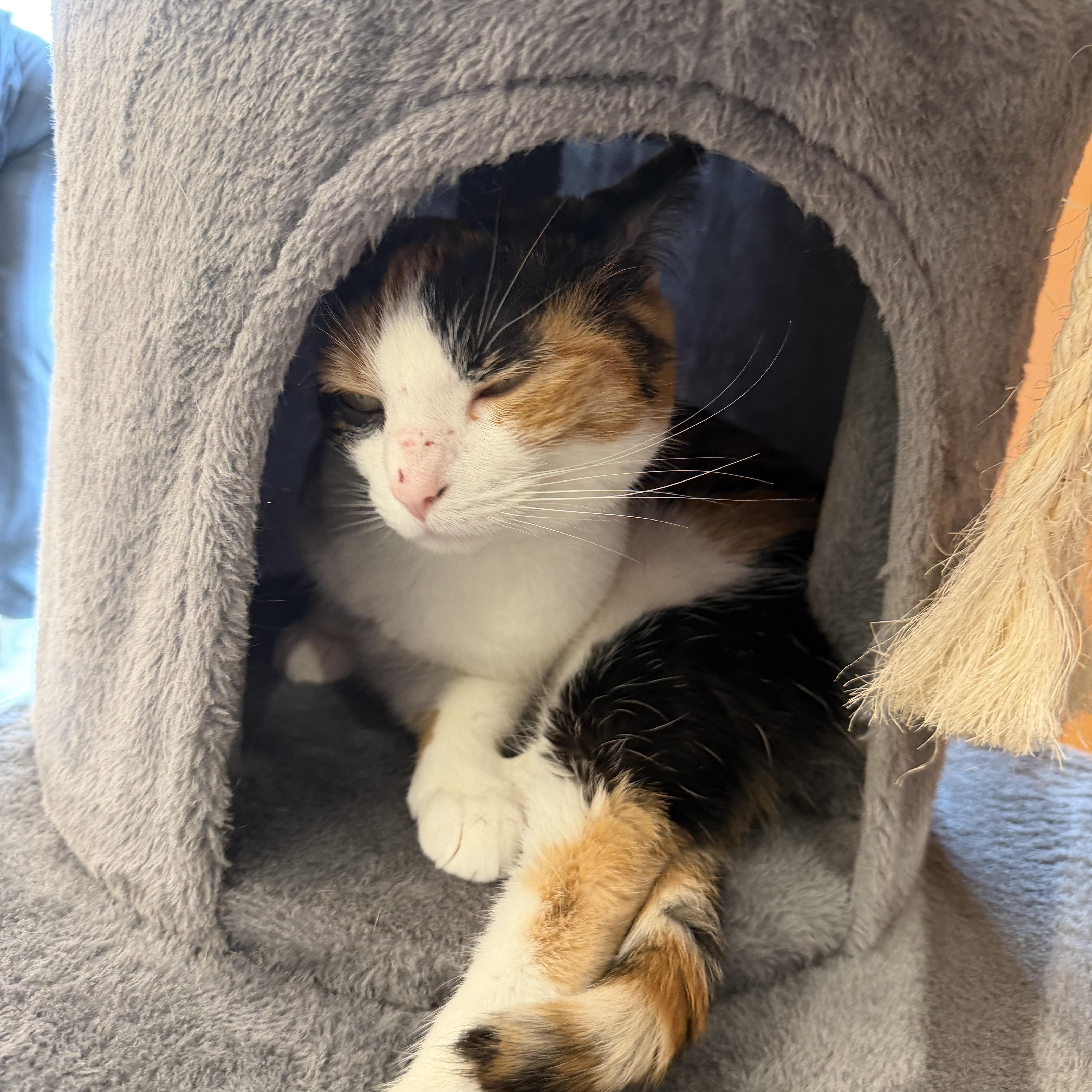 Enlarge Pinto Bean, a ADOPTABLE Domestic Short Hair in Muncie, IN image 3/3
