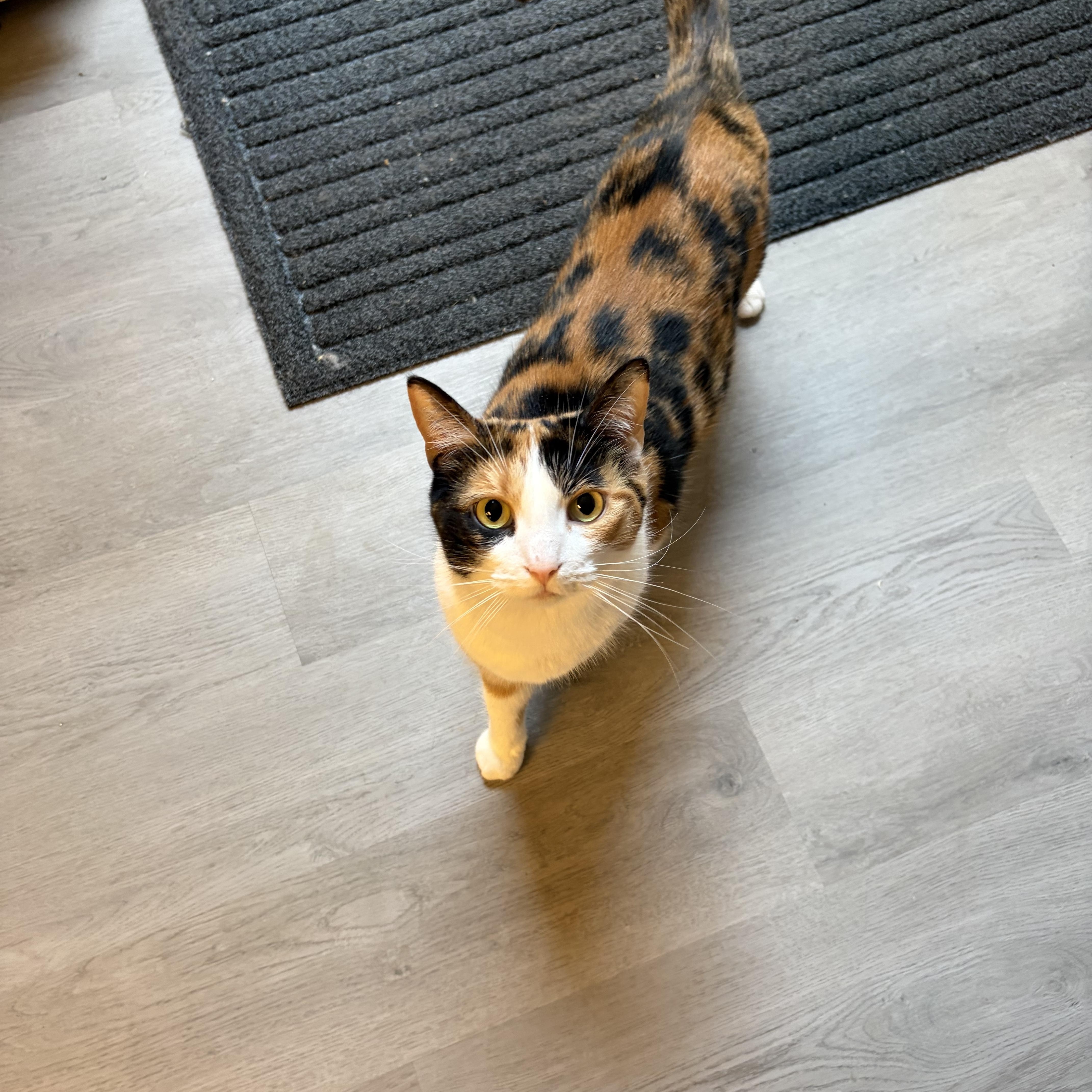 Pinto Bean, ADOPTABLE, Adult Female Domestic Short Hair.