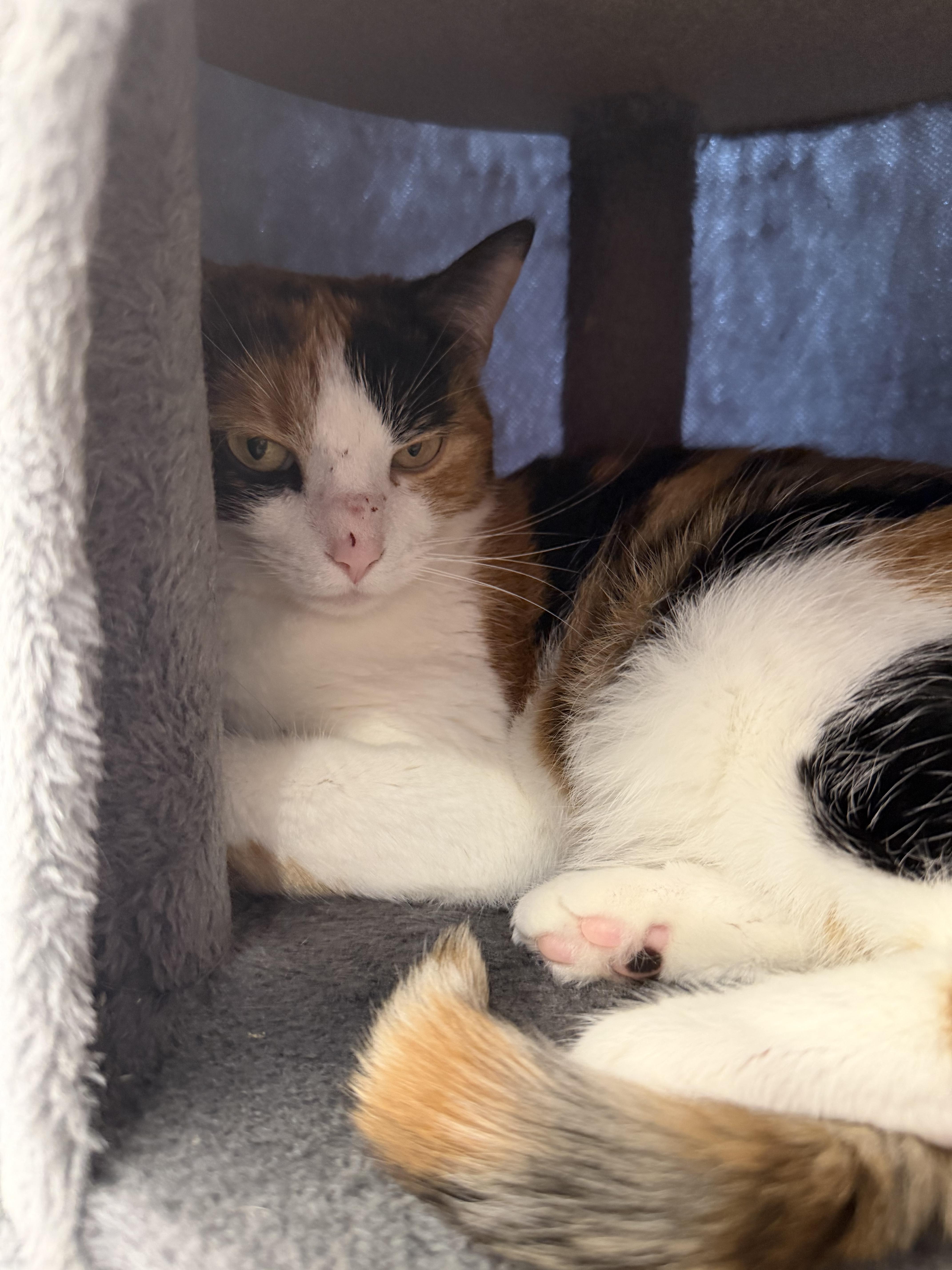 Enlarge Pinto Bean, a ADOPTABLE Domestic Short Hair in Muncie, IN image 3/4