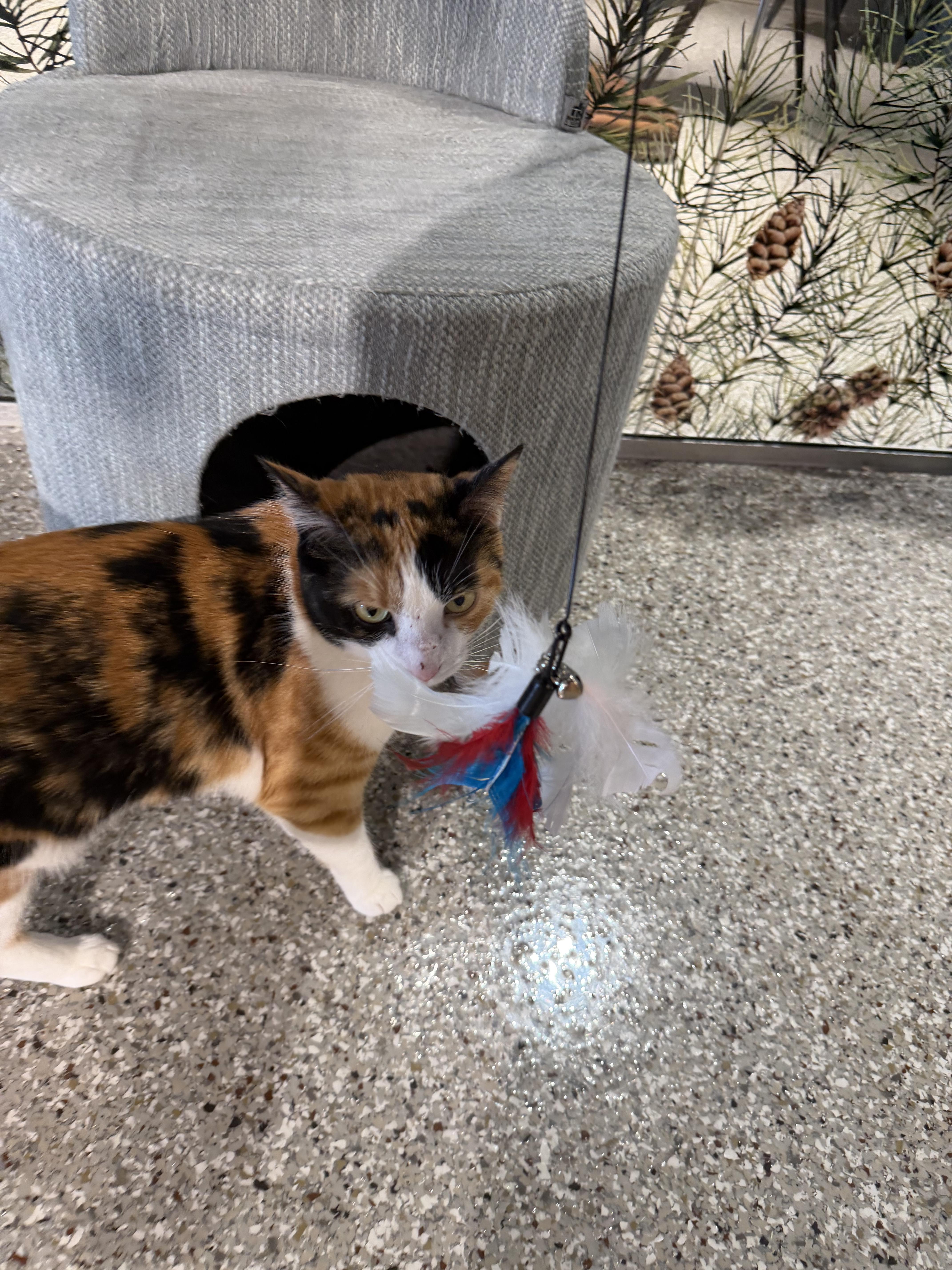 Enlarge Pinto Bean, a ADOPTABLE Domestic Short Hair in Muncie, IN image 4/4