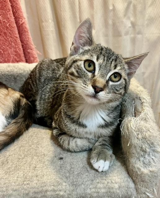 Enlarge Jasper, a Adopted Tabby in Tustin, CA image 2/6