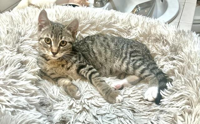 Enlarge Jasper, a Adopted Tabby in Tustin, CA image 5/6