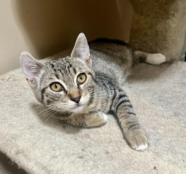 Enlarge Jasper, a Adopted Tabby in Tustin, CA image 3/6