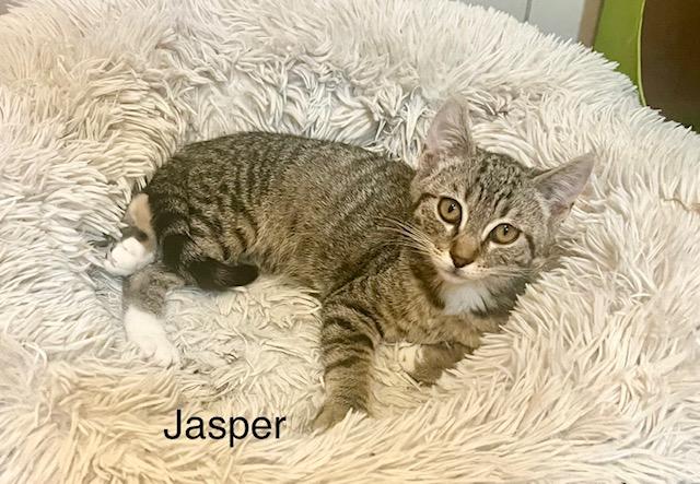 Enlarge Jasper, a Adopted Tabby in Tustin, CA image 1/6