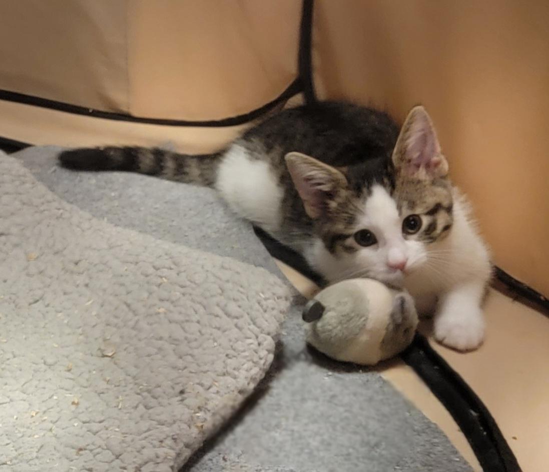 Enlarge Benson- email inquiry only, a Adoptable Domestic Medium Hair in Rockford, IL image 2/2