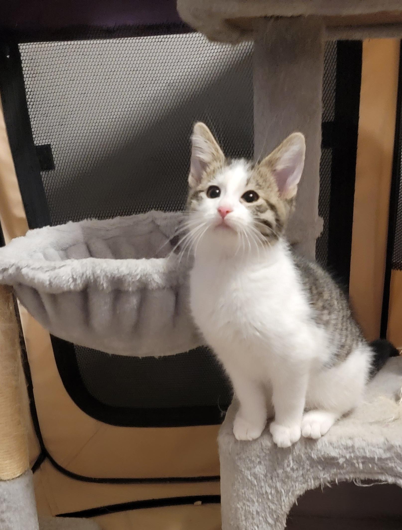 Benson- email inquiry only, Adoptable, Kitten Male Domestic Medium Hair.
