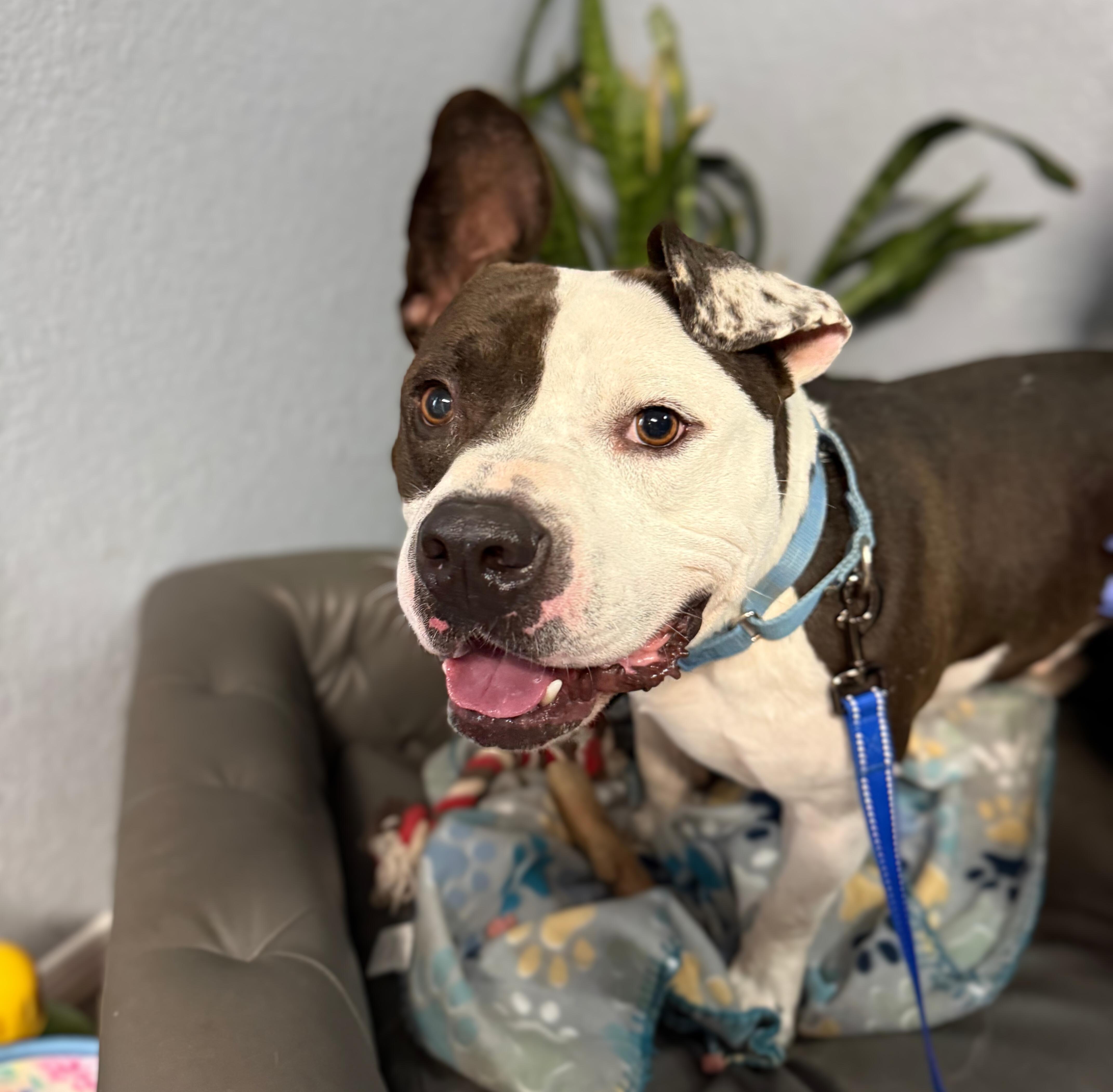 Enlarge Bubba Charlie, a Adoptable mixed breed in Belleville, NJ image 1/4