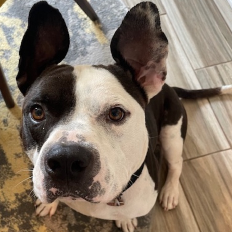 Enlarge Bubba Charlie, a Adoptable mixed breed in Belleville, NJ image 3/4