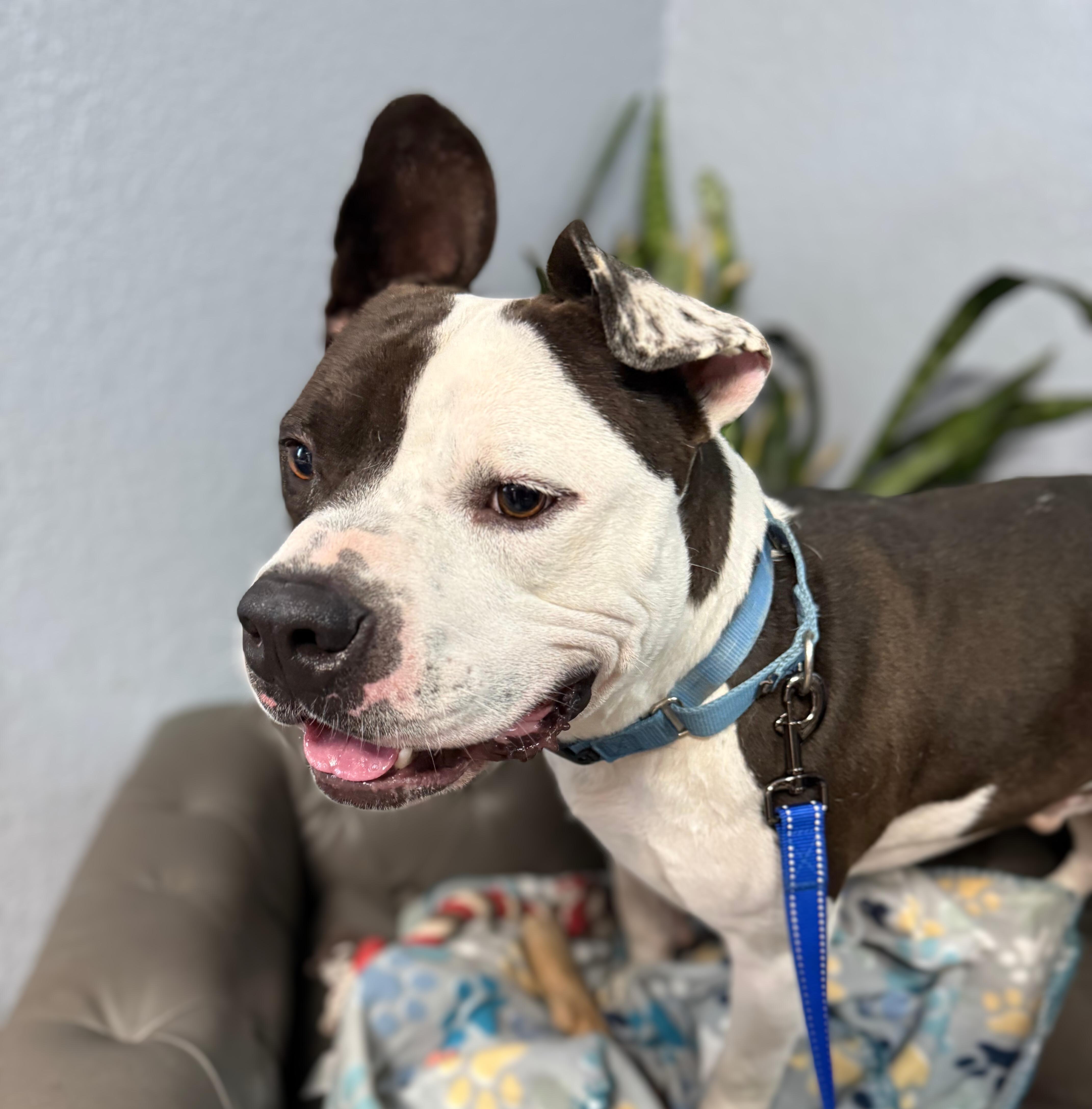 Enlarge Bubba Charlie, a Adoptable mixed breed in Belleville, NJ image 2/4