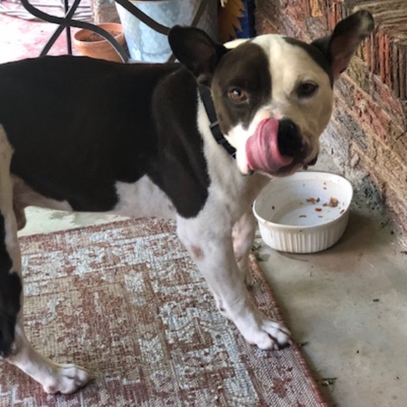 Enlarge Bubba Charlie, a Adoptable mixed breed in Belleville, NJ image 4/4