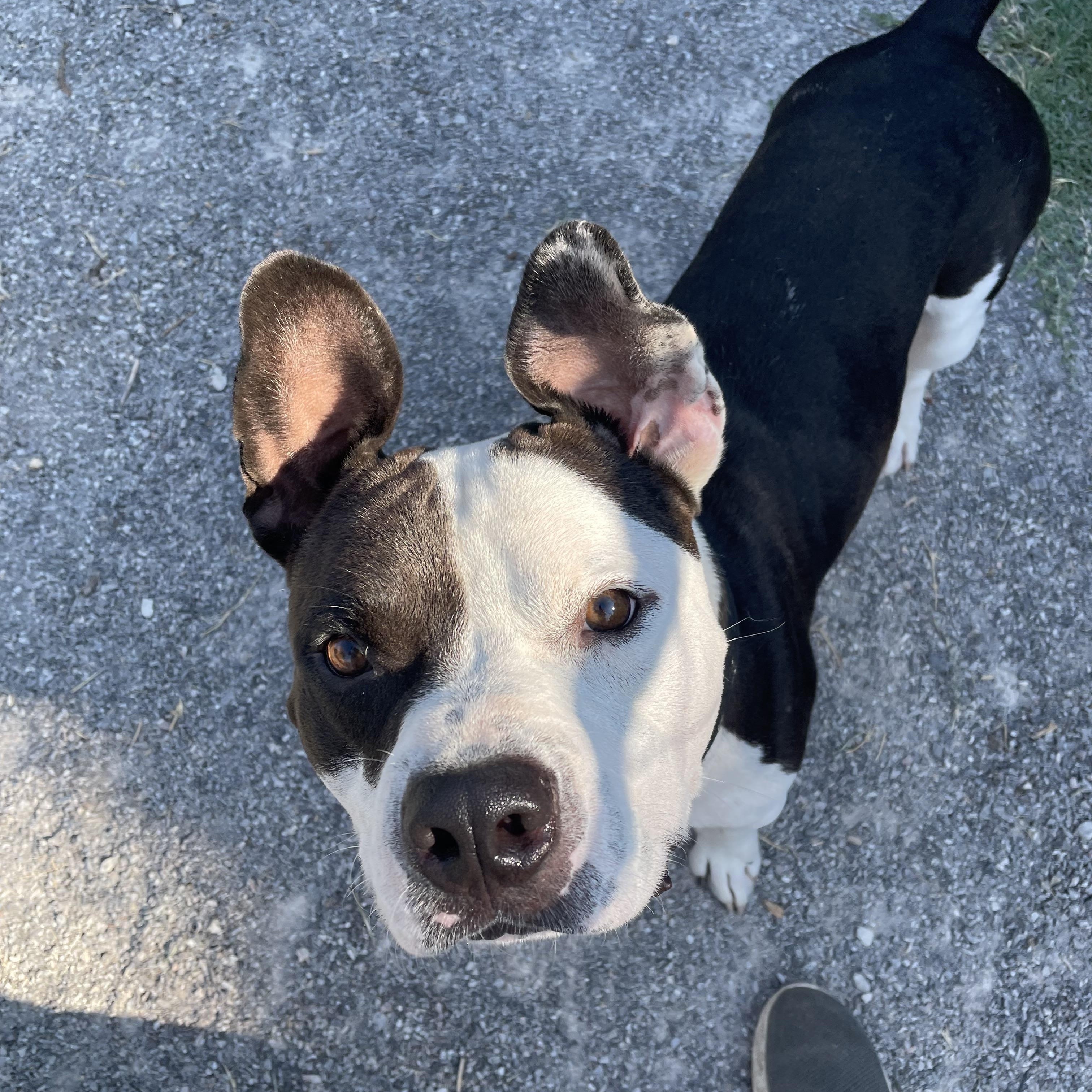 Bubba Charlie, Adoptable, Adult Male American Bulldog.