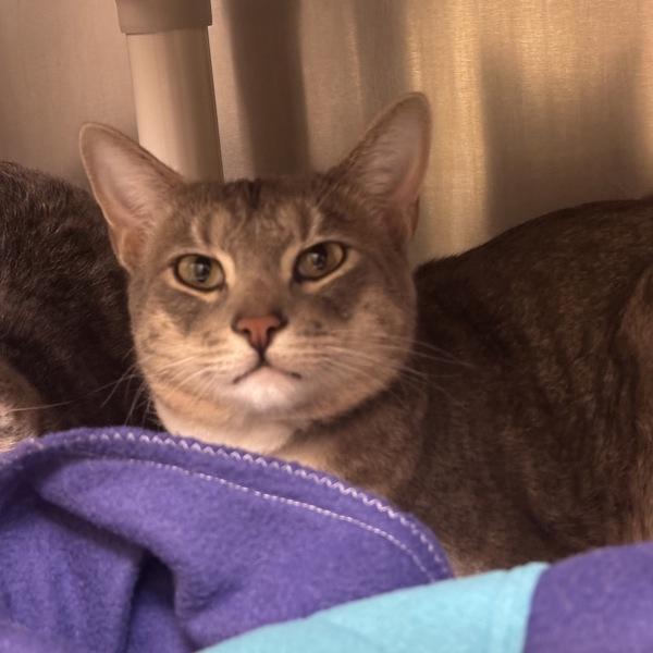 Xavier, Adoptable, Young Male Domestic Short Hair.