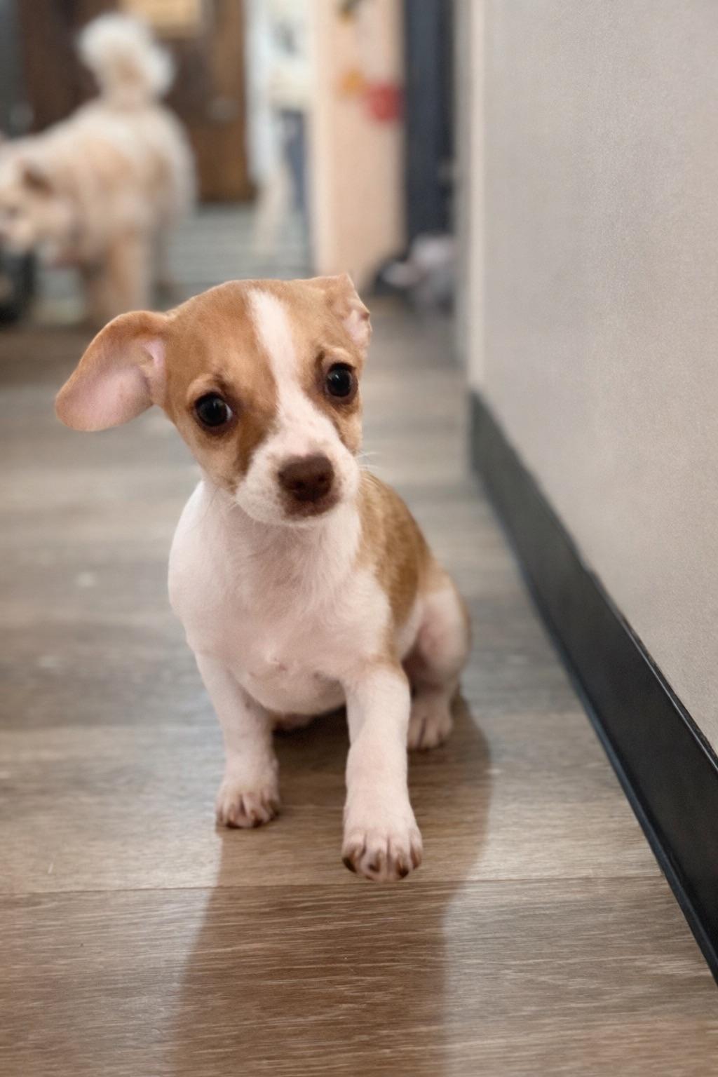 LASSIE, adopted, Puppy Female Chihuahua & Jack Russell Terrier.