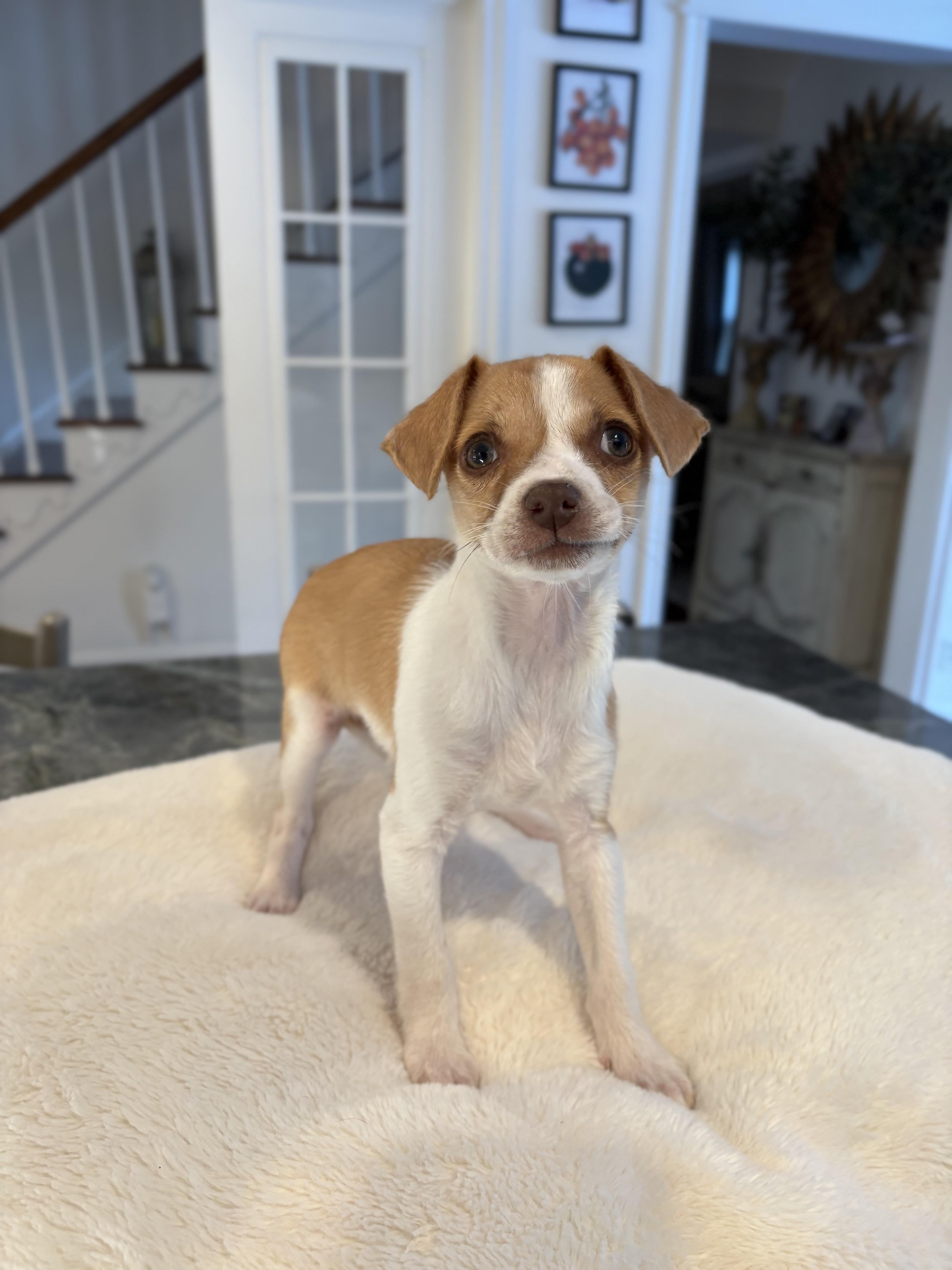 Enlarge LASSIE, an adopted mixed breed in Branford, CT image 2/2