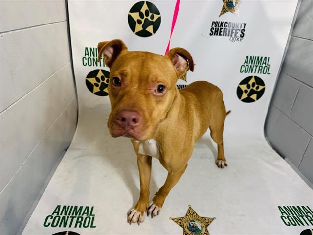 Enlarge HUNTER, a Adoptable mixed breed in Winter Haven, FL image 1/1