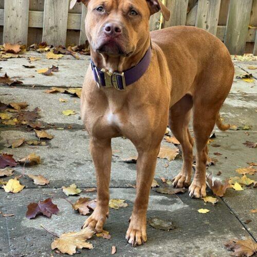 Cartier, Adoptable, Puppy Female Bull Terrier & Border Collie.
