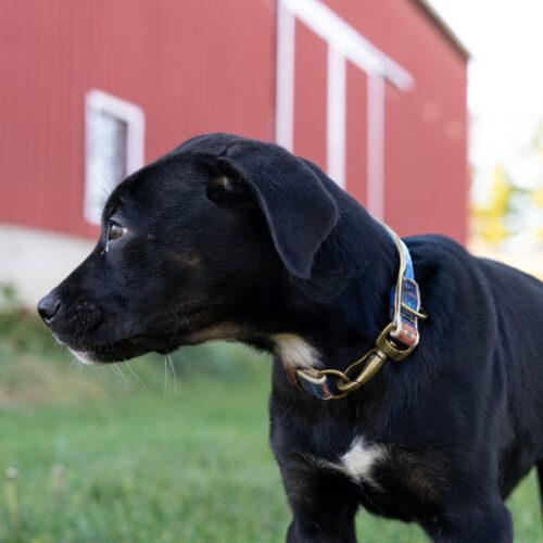 Enlarge Cartier, a Adoptable mixed breed in Duart, ON image 2/6