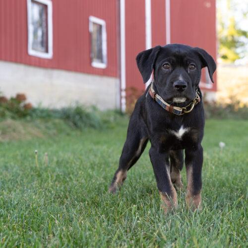 Enlarge Cartier, a Adoptable mixed breed in Duart, ON image 3/6