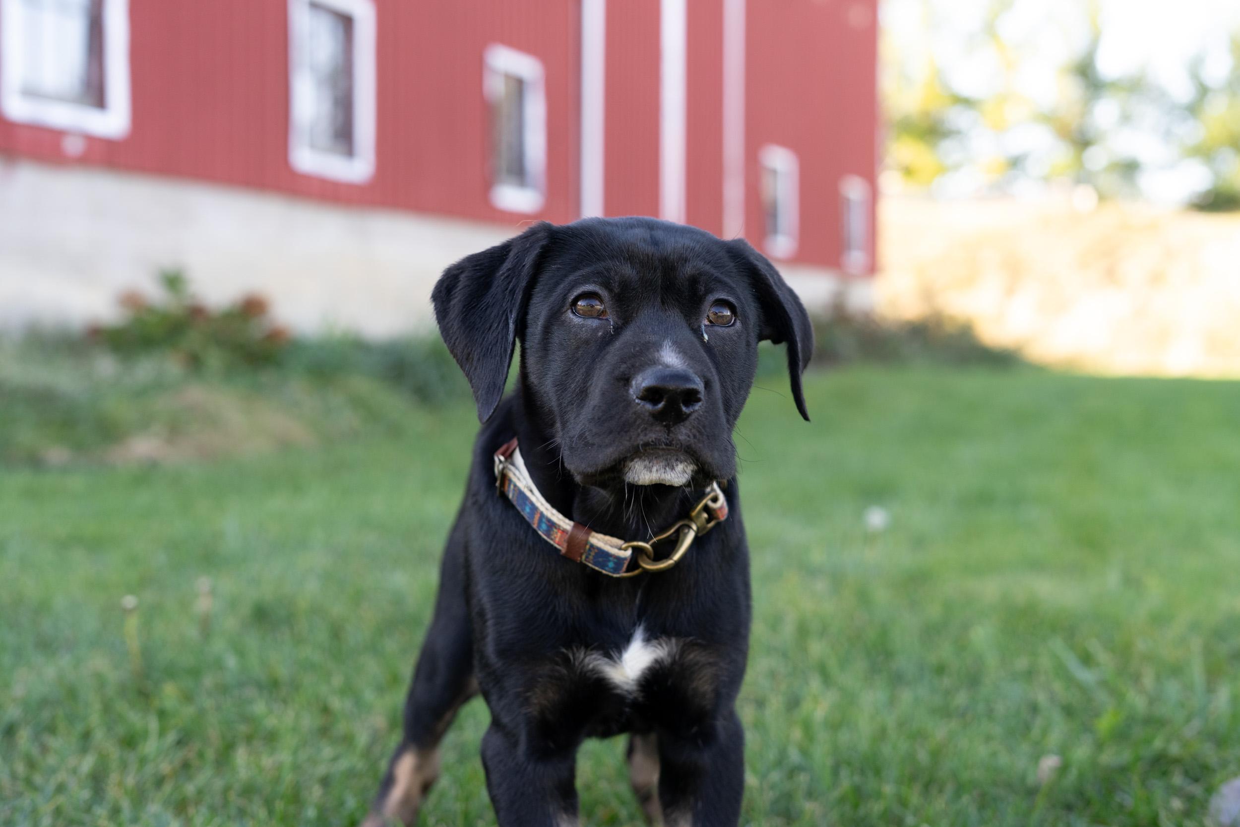 Enlarge Cartier, a Adoptable mixed breed in Duart, ON image 4/6