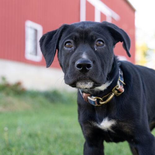 Enlarge Cartier, a Adoptable mixed breed in Duart, ON image 5/6