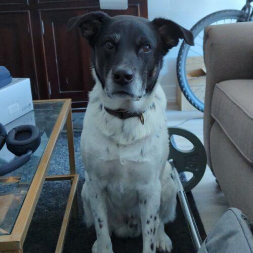 Enlarge Cartier, a Adoptable mixed breed in Duart, ON image 6/6