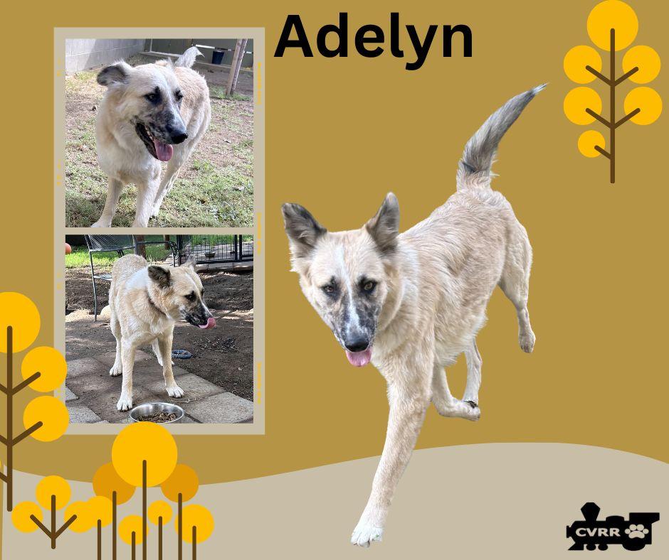 Adelyn, Adoptable, Adult Female Australian Shepherd.