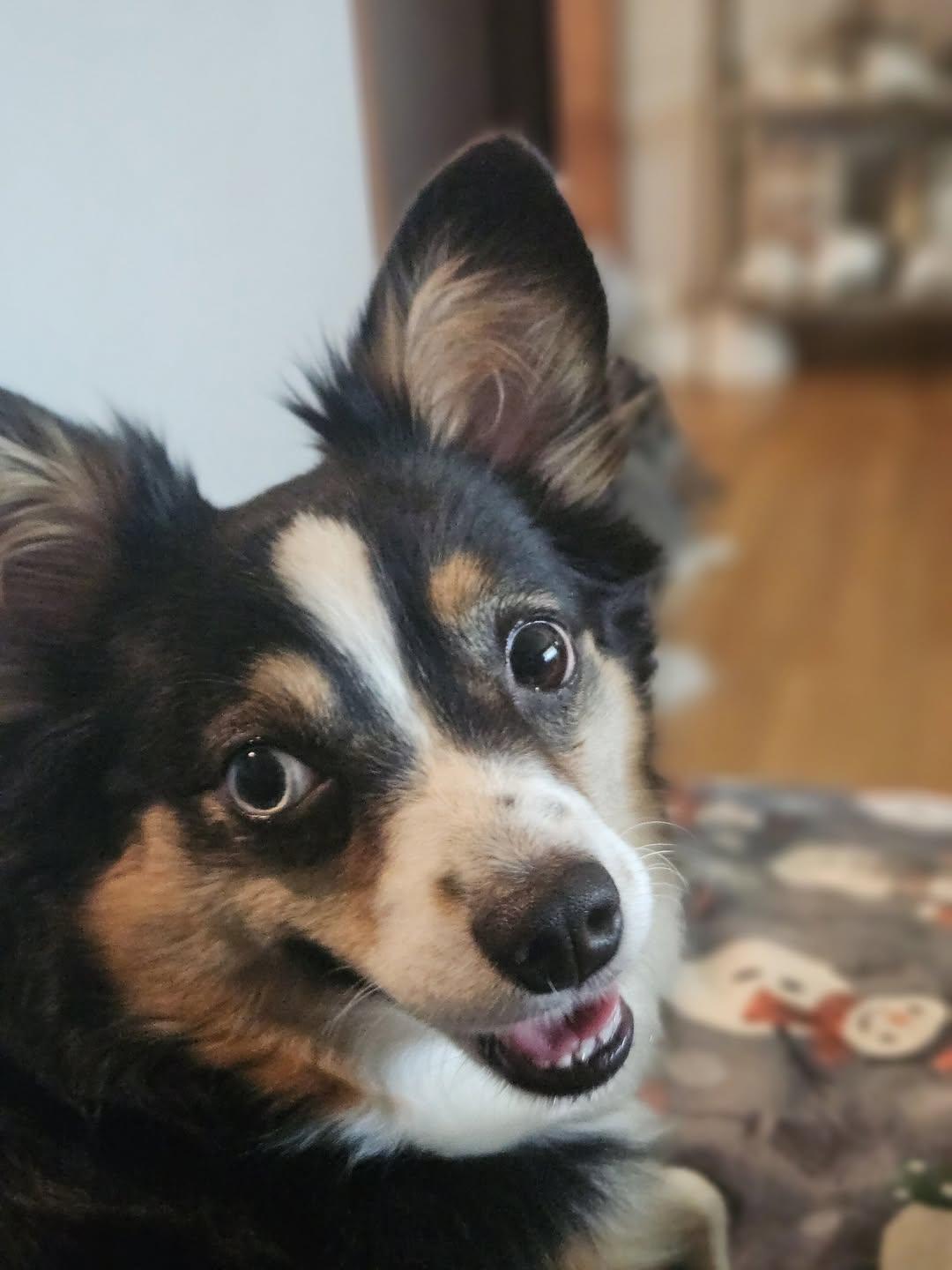 Bella, Adoptable, Young Female Australian Shepherd.