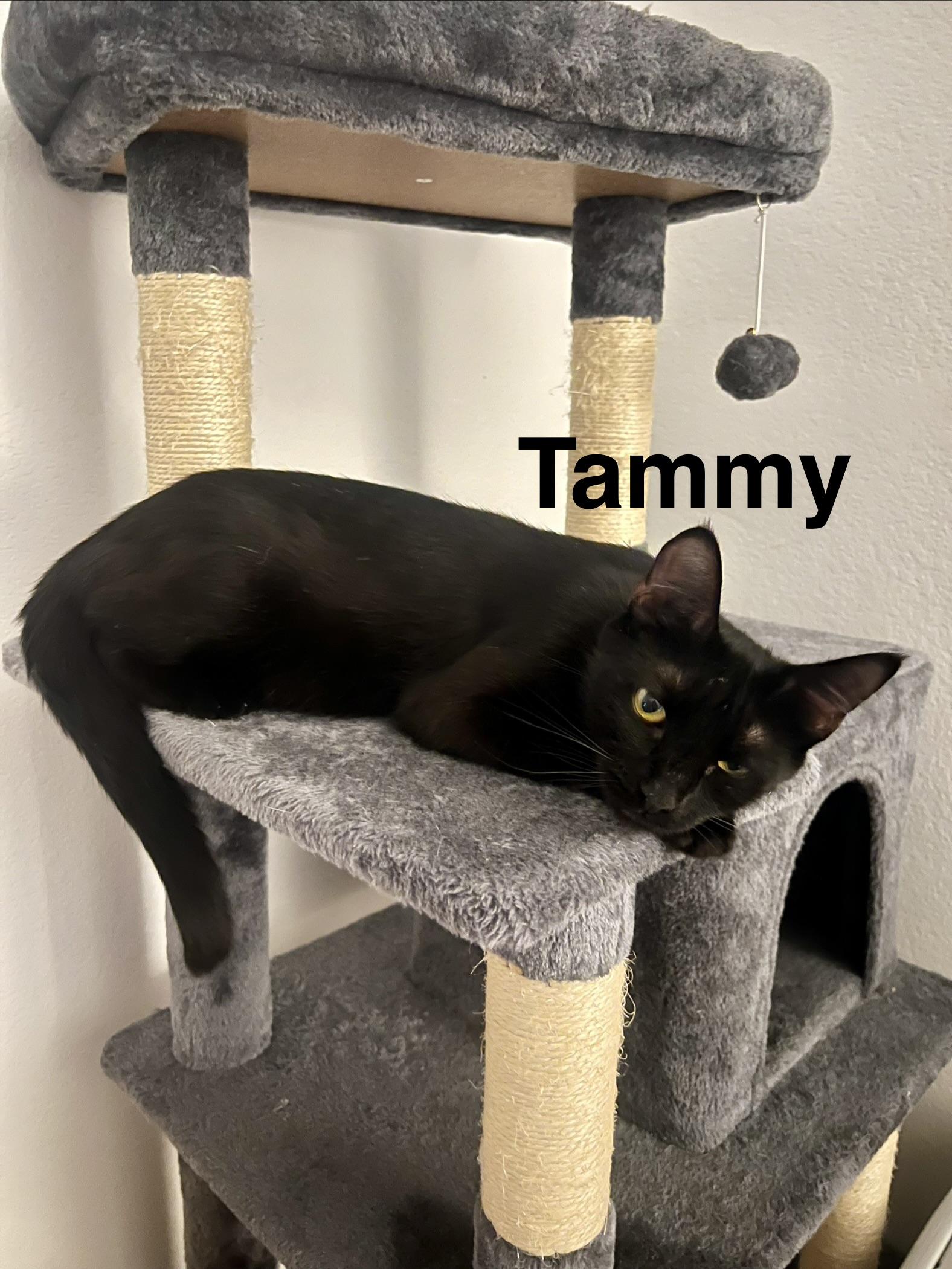 Tammy, a Adoptable Domestic Short Hair in Queen Creek, AZ image 1/3