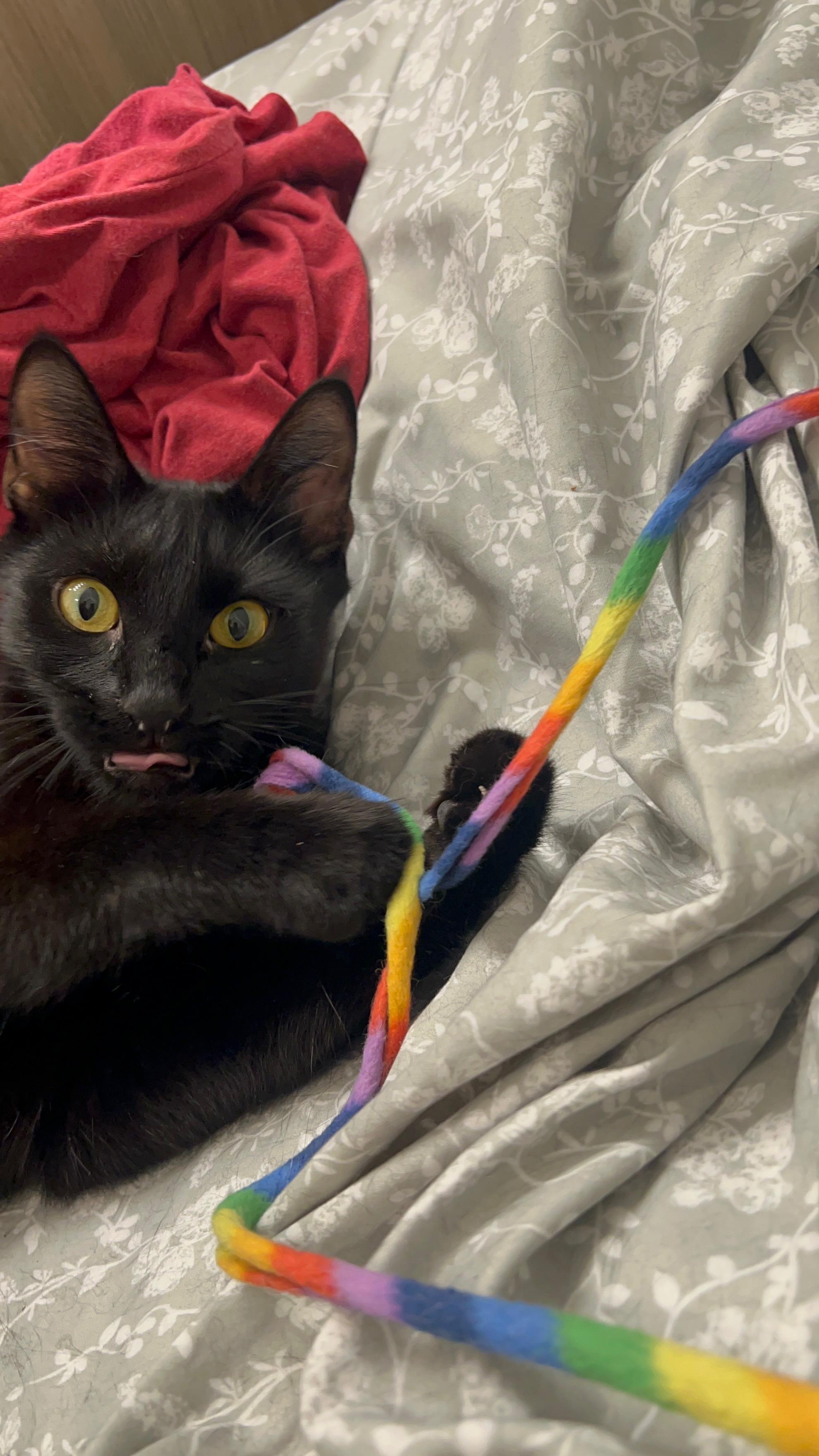 Tammy, a Adoptable Domestic Short Hair in Queen Creek, AZ image 2/3