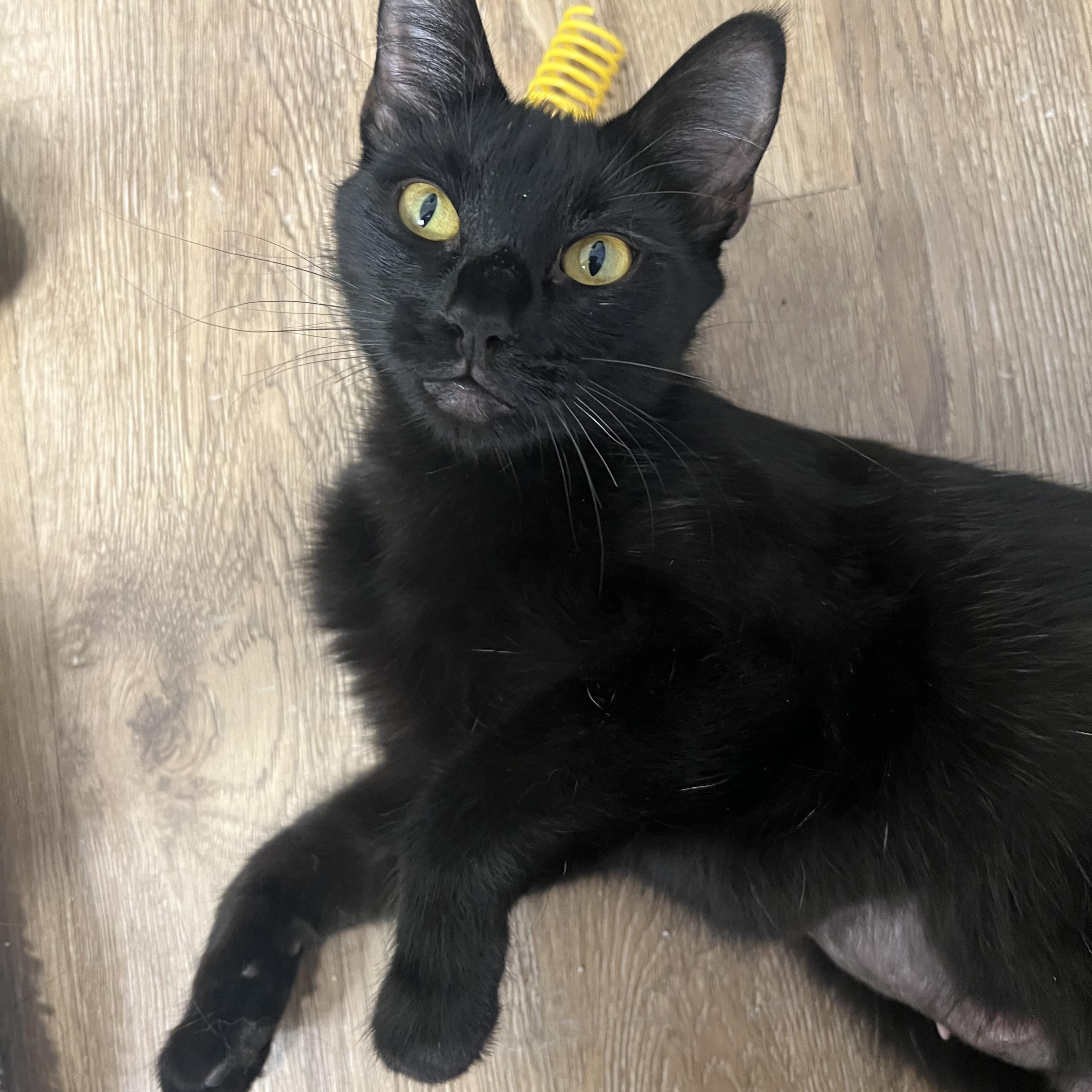 Tammy, Adoptable, Young Female Domestic Short Hair.