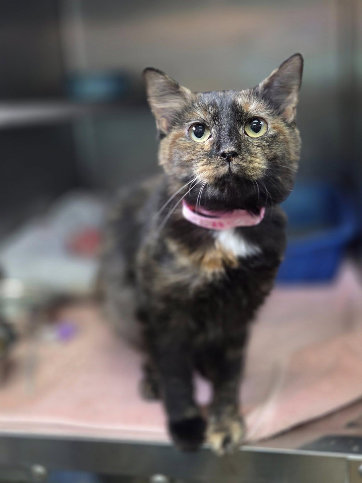 Reese, Adult Female unknown