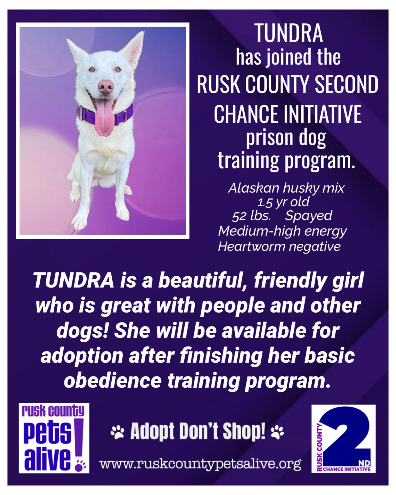 Enlarge Tundra, a Adopted Siberian Husky in Henderson, TX image 1/2