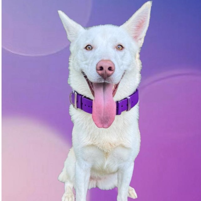 Tundra, Adopted, Adult Female Siberian Husky.