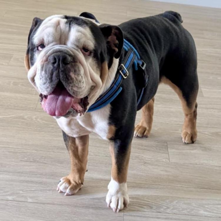 Mr. Tater Tot