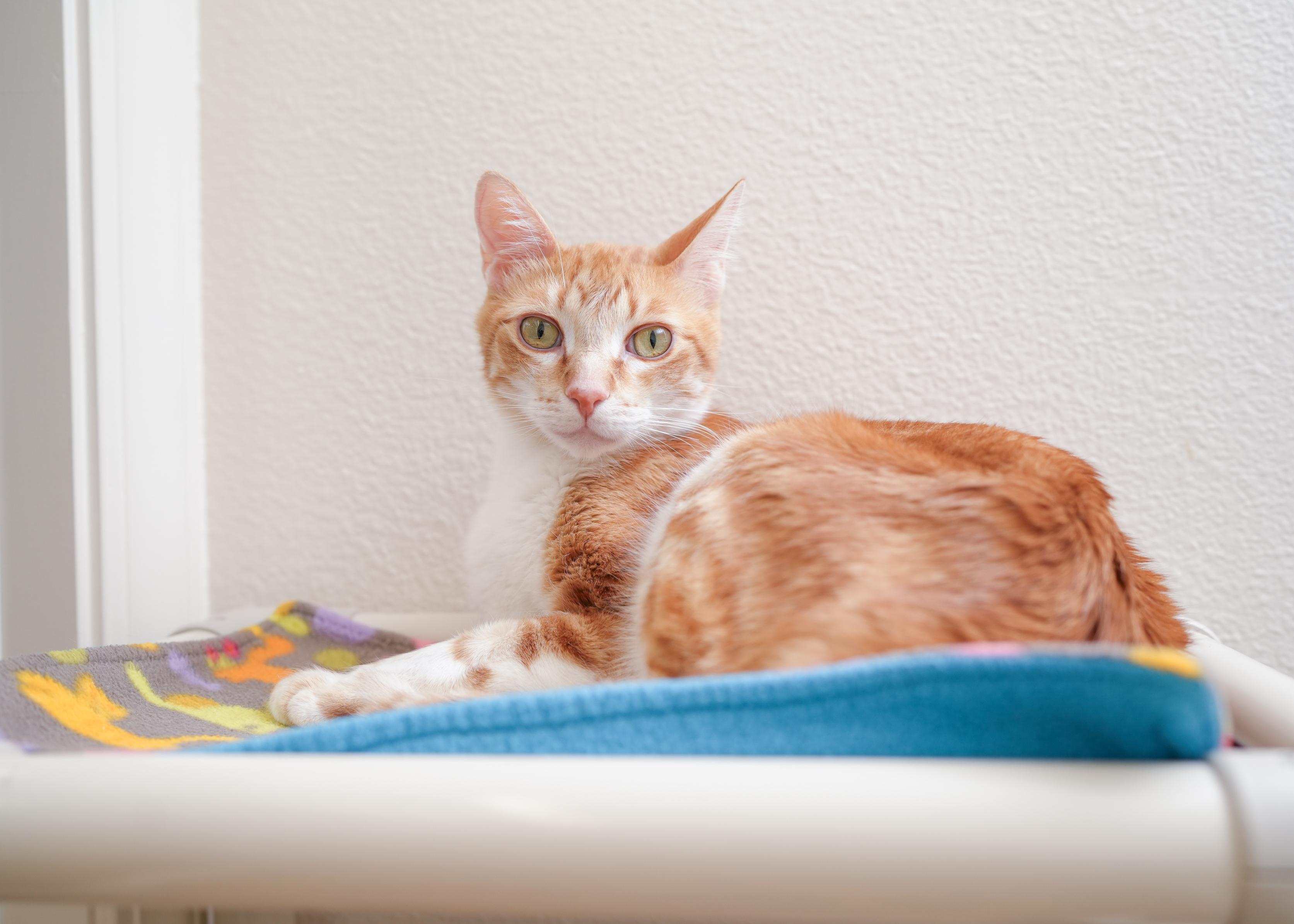 Enlarge Wrex, a ADOPTABLE Domestic Short Hair in Boise, ID image 1/3