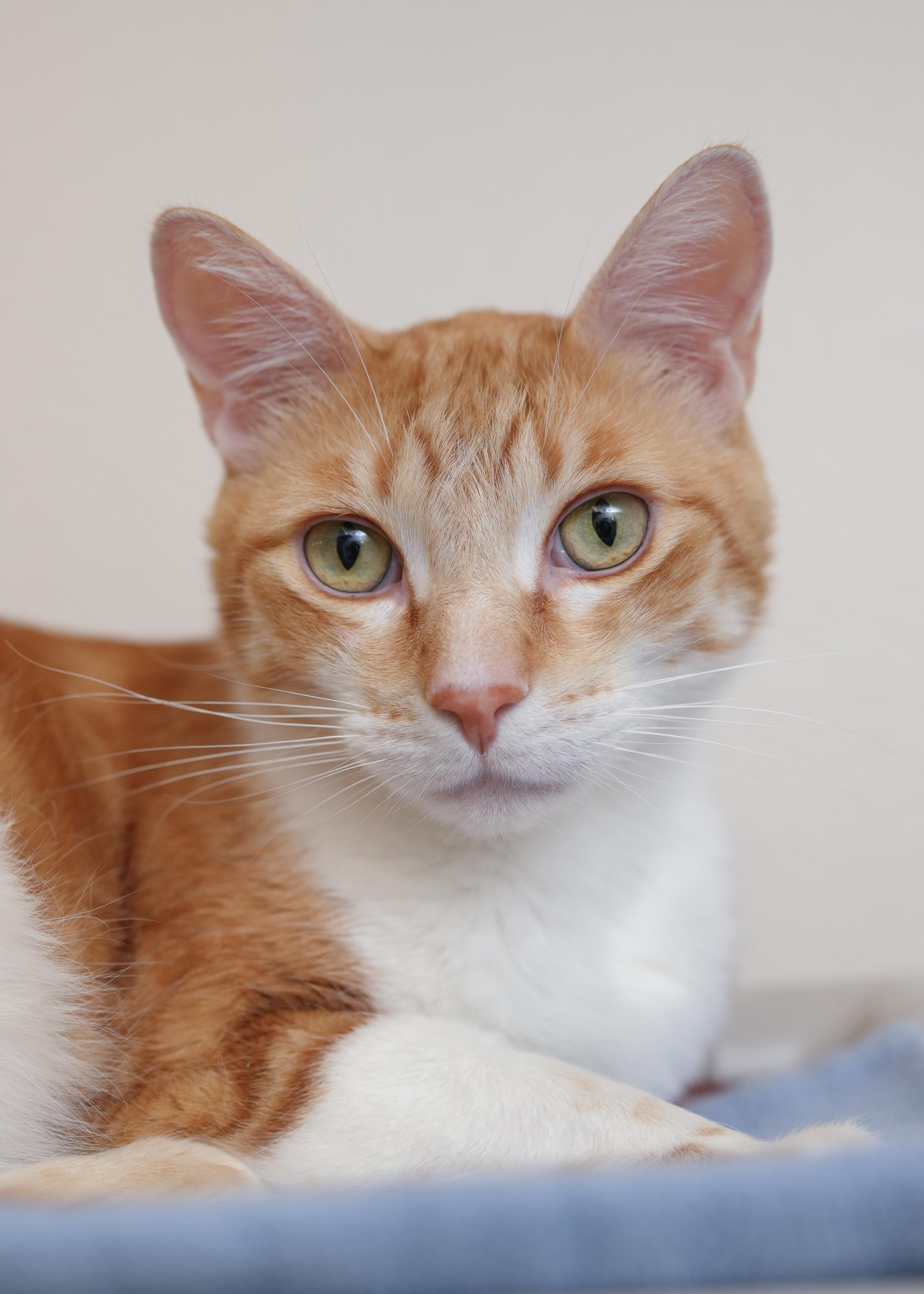Wrex, adoptable, Adult Male Domestic Short Hair.
