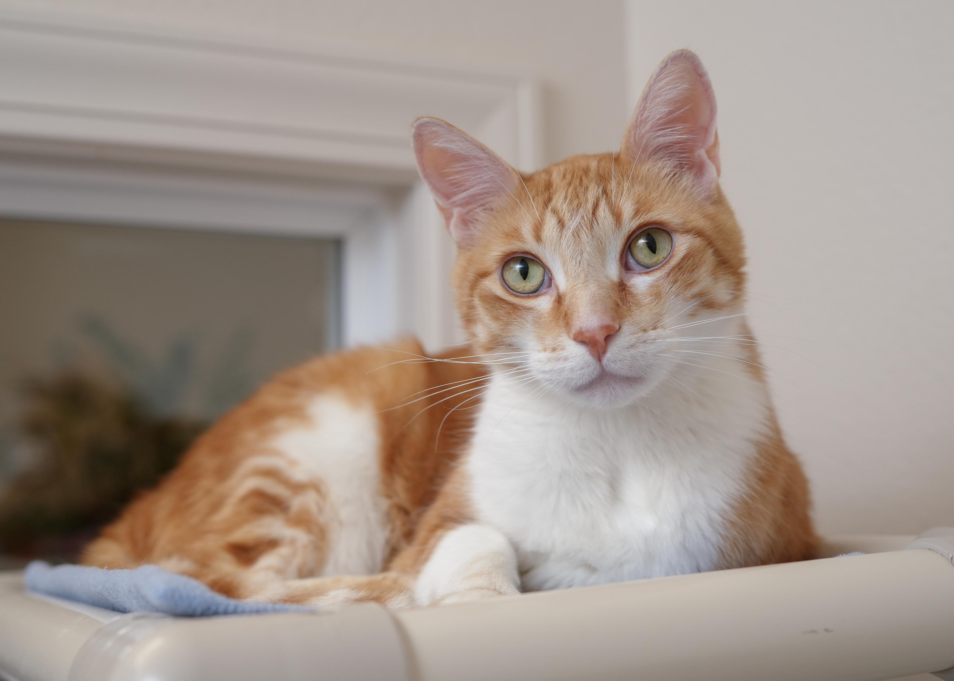 Enlarge Wrex, an adoptable Domestic Short Hair in Boise, ID image 3/3