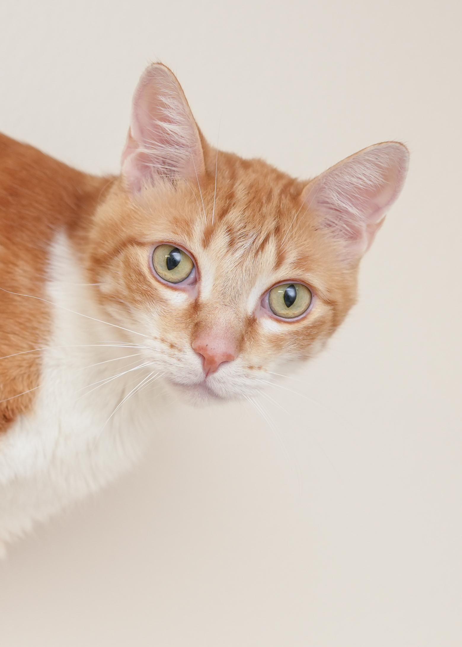 Enlarge Wrex, a ADOPTABLE Domestic Short Hair in Boise, ID image 3/3