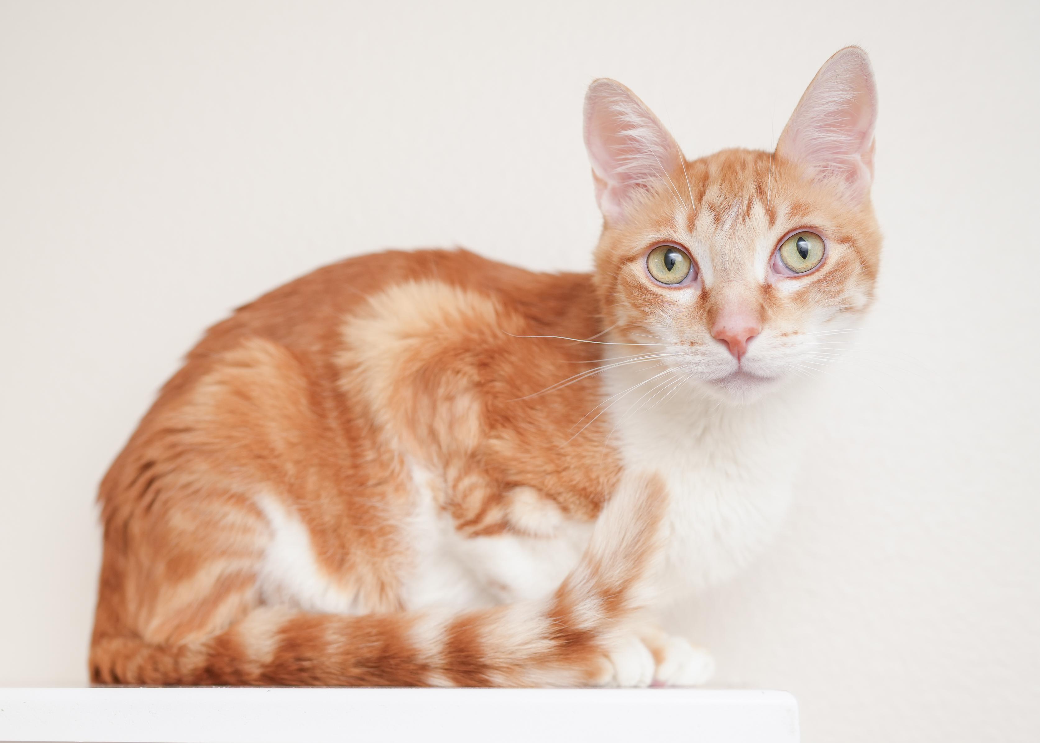 Enlarge Wrex, a ADOPTABLE Domestic Short Hair in Boise, ID image 2/3